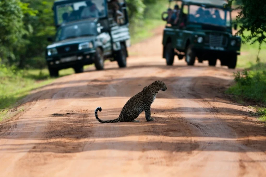 Leopard Safari
